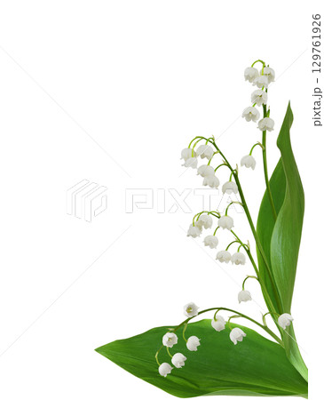 Lily of the valley flowers in a corner arrangement isolated on white 129761926