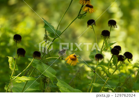 Small young bird sitting on flower Small young bird sitting on flower 129762024