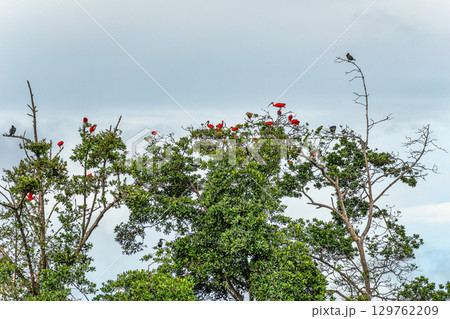 Scarlet ibis flying back home to their sleeping place, Revoada dos guaras on the Delta of the Parnaiba River in Brazil 129762209