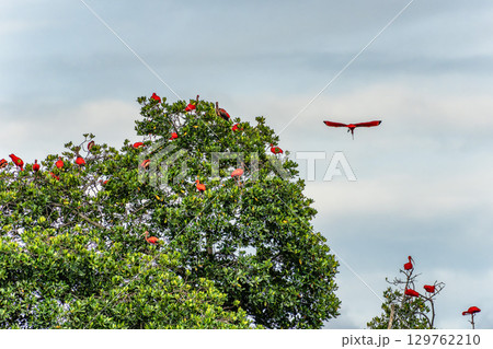 Scarlet ibis flying back home to their sleeping place, Revoada dos guaras on the Delta of the Parnaiba River in Brazil Scarlet ibis flying back home to their sleeping place, Revoada dos guaras on the Delta of the Parnaiba River in Brazil 129762210