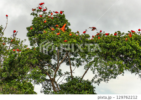 Scarlet ibis flying back home to their sleeping place, Revoada dos guaras on the Delta of the Parnaiba River in Brazil Scarlet ibis flying back home to their sleeping place, Revoada dos guaras on the Delta of the Parnaiba River in Brazil 129762212