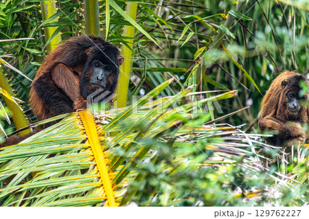 Howler monkey, Alouatta discolor on a tree in the brazilian jungle at Ilha das Canarias in Brazil. Delta do Parnaiba 129762227