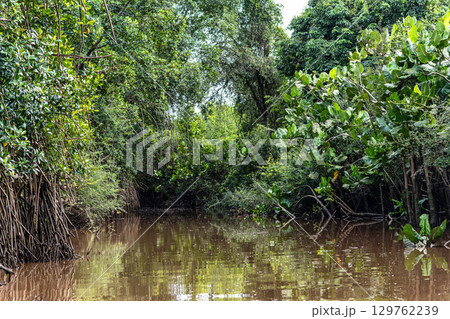 Boat trip on the Igarape do Urubu River, Delta das Americas to Ilha das Canarias, Brazil. South America Boat trip on the Igarape do Urubu River, Delta das Americas to Ilha das Canarias, Brazil. South America 129762239