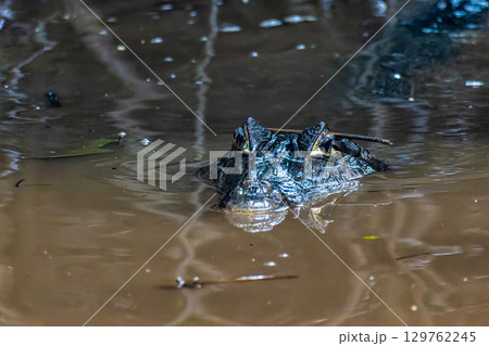 Yacare caiman in the brazilian jungle at Ilha das Canarias in Brazil. Delta do Parnaiba. 129762245