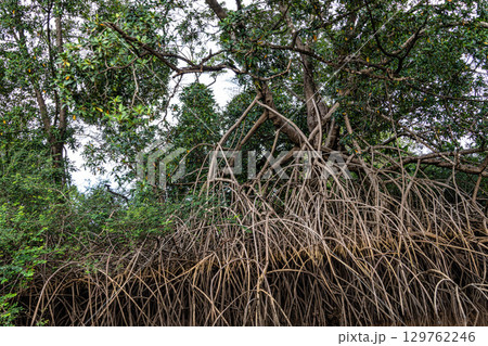 Boat trip on the Igarape do Urubu River, Delta das Americas to Ilha das Canarias, Brazil. South America 129762246
