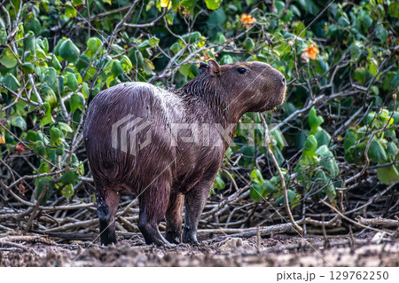 Capybara, Hydrochoerus hydrochaeris at the Igarape do Urubu River, Delta das Americas to Ilha das Canarias, Brazil. South America 129762250