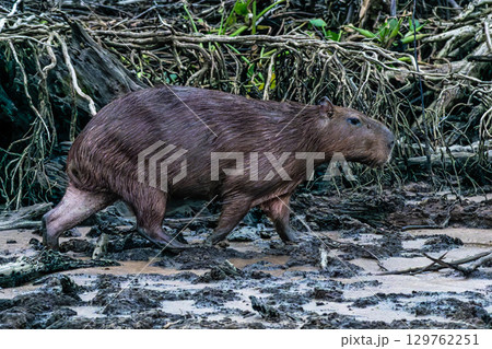 Capybara, Hydrochoerus hydrochaeris at the Igarape do Urubu River, Delta das Americas to Ilha das Canarias, Brazil. South America 129762251