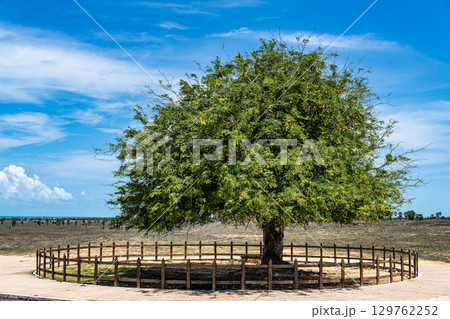 The Combed tree at Luiz Correia, Piaui, Brazil. A tree that has been shaped by intense winds over time. 129762252