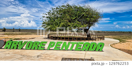 The Combed tree at Luiz Correia, Piaui, Brazil. A tree that has been shaped by intense winds over time. The Combed tree at Luiz Correia, Piaui, Brazil. A tree that has been shaped by intense winds over time. 129762253