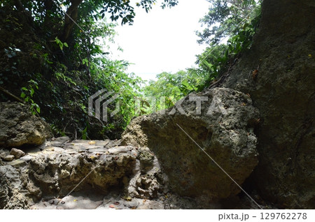 ジャングルの日差し（斎場御嶽(せーふぁうたき)／沖縄県南城市） 129762278