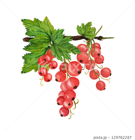 Red currant branch with lush green leaves on white background 129762287