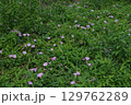 朝露を求めた朝顔の群生 129762289