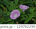 朝露を求めた朝顔の群生 129762290