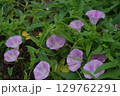 朝露を求めた朝顔の群生 129762291