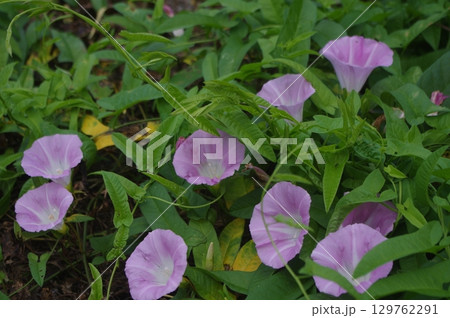朝露を求めた朝顔の群生 129762291