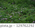 朝露を求めた朝顔の群生 129762292