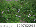 朝露を求めた朝顔の群生 129762293