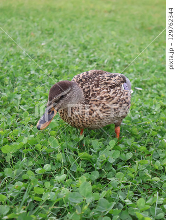 Wild Mallard Duck Grazing on Lush Green Grass in Natural Setting Wild Mallard Duck Grazing on Lush Green Grass in Natural Setting 129762344