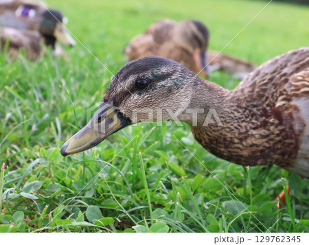 Close Up of a Duck in a Lush Green Grass Field 129762345