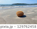 Natural Sea Sponge Ball called Egagropili on Sandy Beach on Sardinia Island with Ocean in Background 129762458