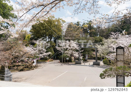香取神宮の桜と鳥居 129762843