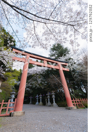 香取神宮の朱塗り大鳥居と桜 129762882