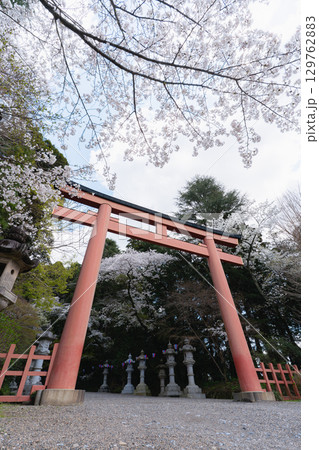 香取神宮の朱塗り大鳥居と桜 香取神宮の朱塗り大鳥居と桜 129762883