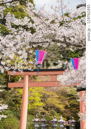 香取神宮の朱塗り大鳥居と桜 香取神宮の朱塗り大鳥居と桜 129762885