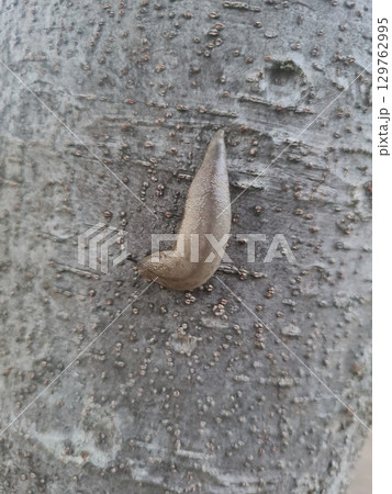 公園にいた巨大なナメクジ 129762995