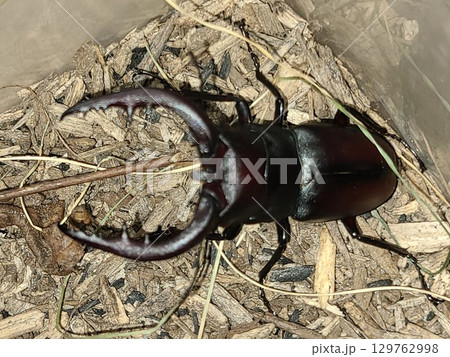 捕まえたノコギリクワガタ 捕まえたノコギリクワガタ 129762998