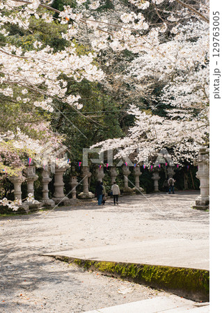 香取神宮の参道と桜 香取神宮の参道と桜 129763005