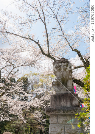 香取神宮の狛犬と桜 129763006