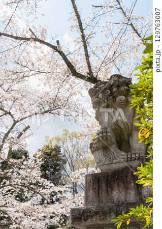 香取神宮の狛犬と桜 129763007