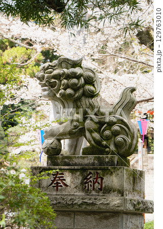 香取神宮の狛犬と桜 129763010