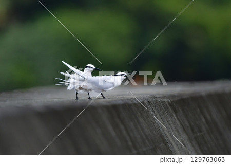 夏に沖縄や奄美の海岸やビーチで見られる白い優雅な美しい野鳥、エリグロアジサシ 夏に沖縄や奄美の海岸やビーチで見られる白い優雅な美しい野鳥、エリグロアジサシ 129763063