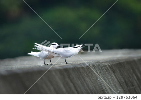 夏に沖縄や奄美の海岸やビーチで見られる白い優雅な美しい野鳥、エリグロアジサシ 夏に沖縄や奄美の海岸やビーチで見られる白い優雅な美しい野鳥、エリグロアジサシ 129763064