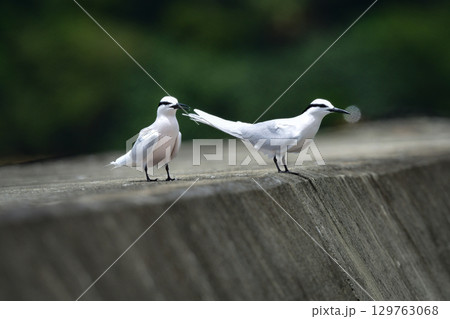 夏に沖縄や奄美の海岸やビーチで見られる白い優雅な美しい野鳥、エリグロアジサシ 129763068