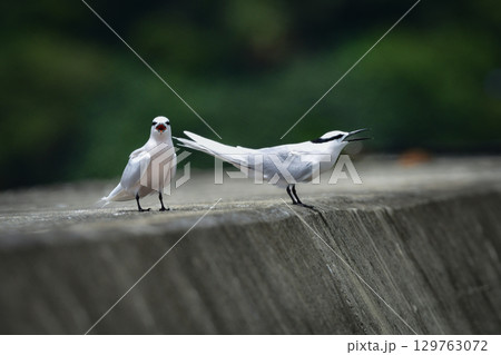 夏に沖縄や奄美の海岸やビーチで見られる白い優雅な美しい野鳥、エリグロアジサシ 129763072