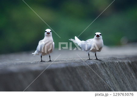 夏に沖縄や奄美の海岸やビーチで見られる白い優雅な美しい野鳥、エリグロアジサシ 129763076