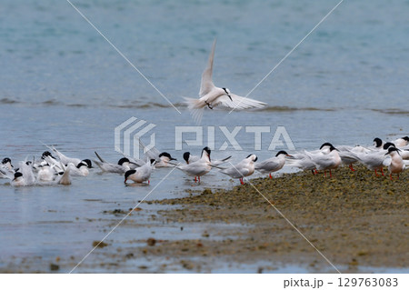 夏に沖縄や奄美の海岸やビーチで見られる白い優雅な美しい野鳥、エリグロアジサシ 129763083