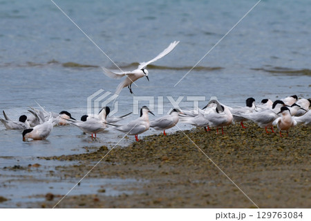 夏に沖縄や奄美の海岸やビーチで見られる白い優雅な美しい野鳥、エリグロアジサシ 129763084