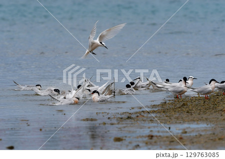 夏に沖縄や奄美の海岸やビーチで見られる白い優雅な美しい野鳥、エリグロアジサシ 129763085