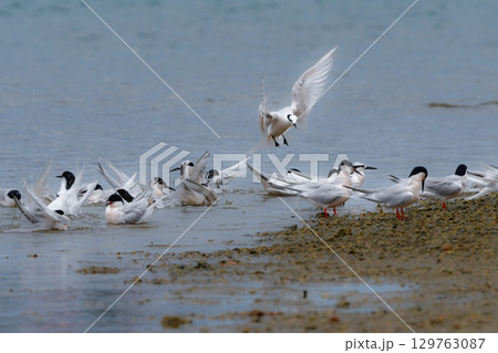 夏に沖縄や奄美の海岸やビーチで見られる白い優雅な美しい野鳥、エリグロアジサシ 129763087
