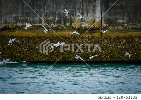 夏に沖縄や奄美の海岸やビーチで見られる白い優雅な美しい野鳥、ベニアジサシ 夏に沖縄や奄美の海岸やビーチで見られる白い優雅な美しい野鳥、ベニアジサシ 129763132