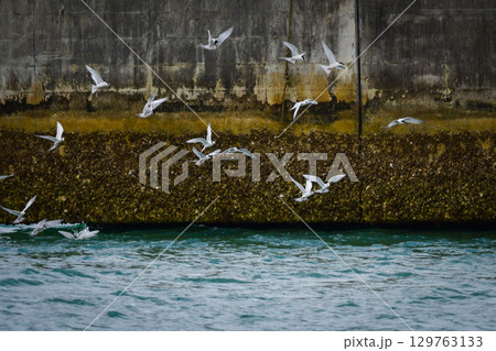 夏に沖縄や奄美の海岸やビーチで見られる白い優雅な美しい野鳥、ベニアジサシ 129763133