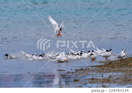 夏に沖縄や奄美の海岸やビーチで見られる白い優雅な美しい野鳥、ベニアジサシ 129763134