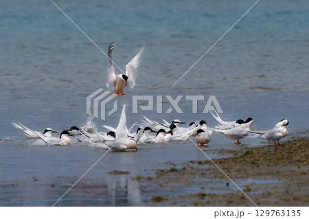 夏に沖縄や奄美の海岸やビーチで見られる白い優雅な美しい野鳥、ベニアジサシ 129763135