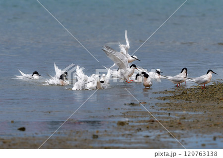 夏に沖縄や奄美の海岸やビーチで見られる白い優雅な美しい野鳥、ベニアジサシ 129763138