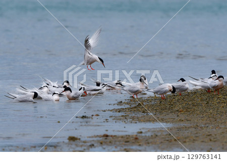 夏に沖縄や奄美の海岸やビーチで見られる白い優雅な美しい野鳥、ベニアジサシ 129763141