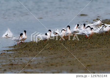 夏に沖縄や奄美の海岸やビーチで見られる白い優雅な美しい野鳥、ベニアジサシ 129763144